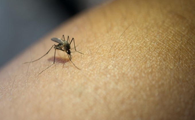 Todo lo que debes saber sobre el Dengue, Zika y Chikungunya